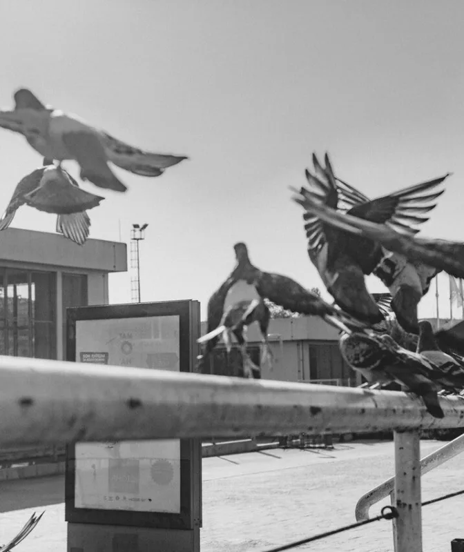 Pigeons taking flight from a metal railing in an urban setting.